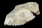 Oreodont (Merycoidodon) Partial Skull - Wyoming #113030-6